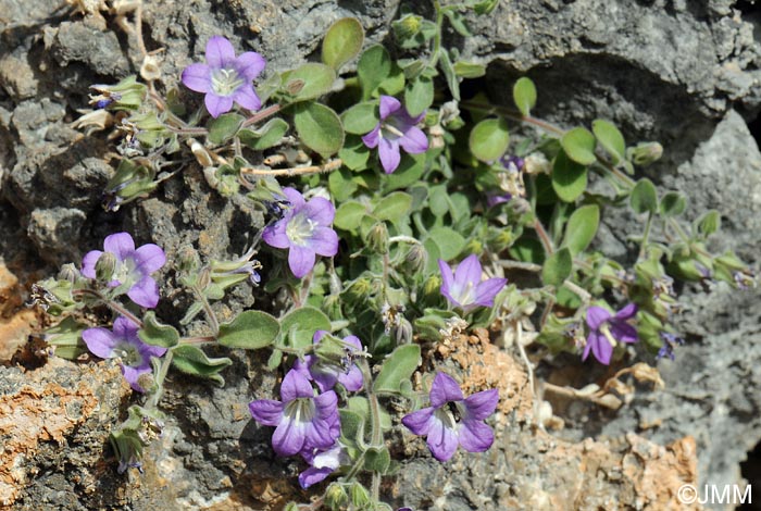 Campanula mollis