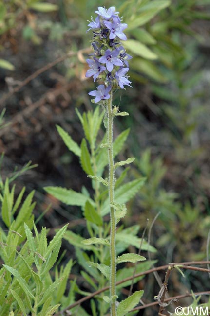 Campanula peregrina