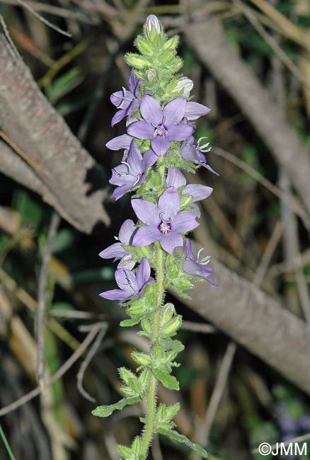 Campanula peregrina