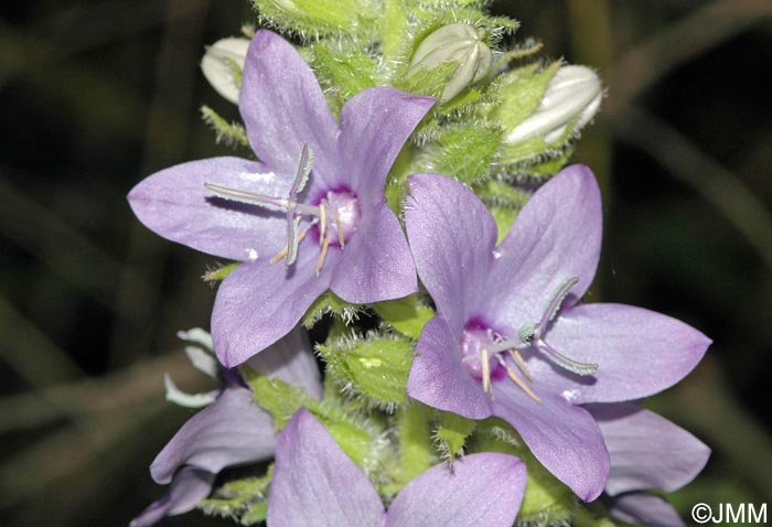 Campanula peregrina