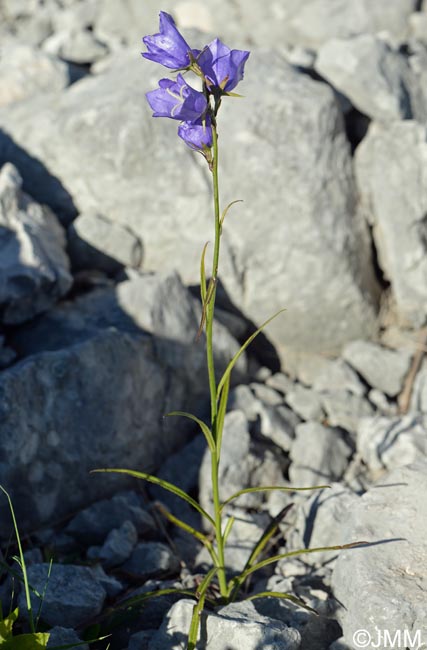 Campanula persicifolia