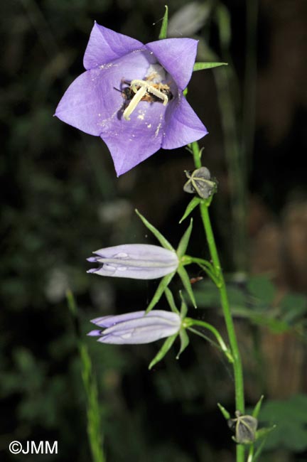 Campanula persicifolia