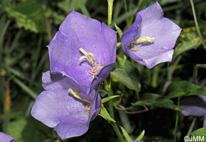 Campanula persicifolia