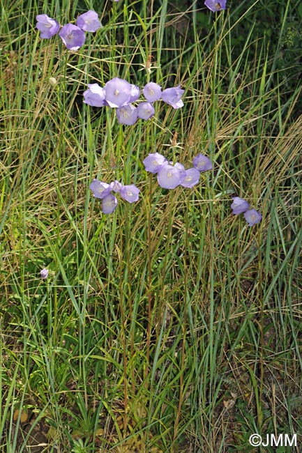 Campanula persicifolia