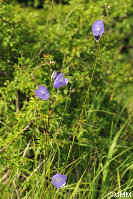 Campanula persicifolia