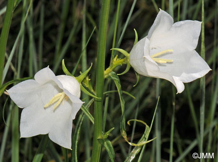 Campanula persicifolia : f. blanche