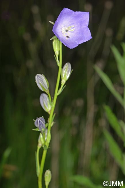 Campanula persicifolia