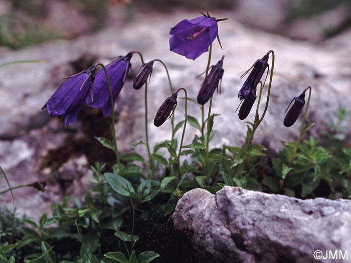 Campanula pulla