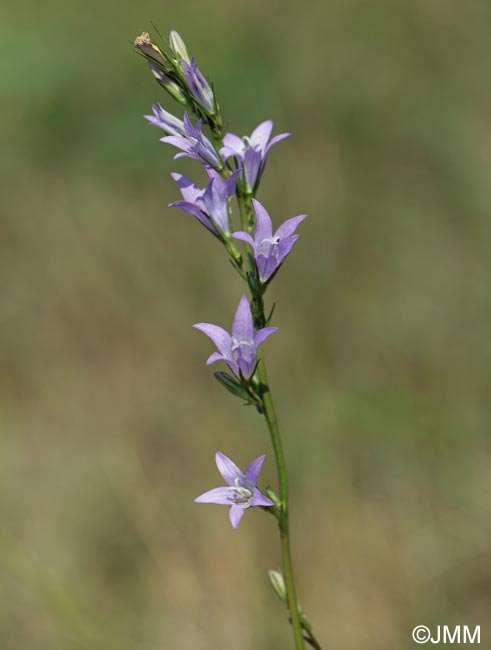 Campanula rapunculus