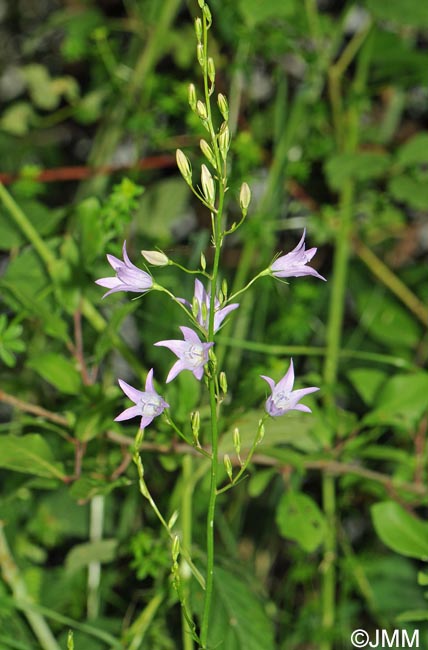 Campanula rapunculus