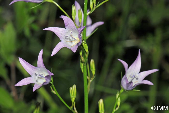 Campanula rapunculus