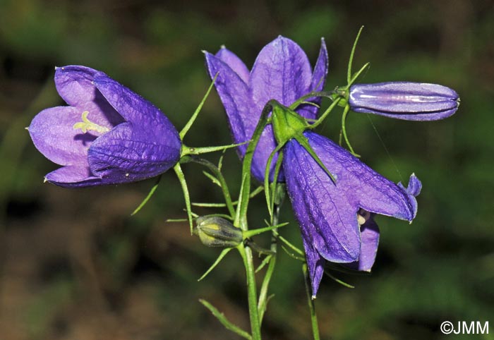 Campanula rhomboidalis