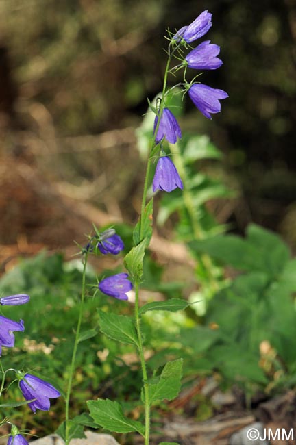 Campanula rhomboidalis