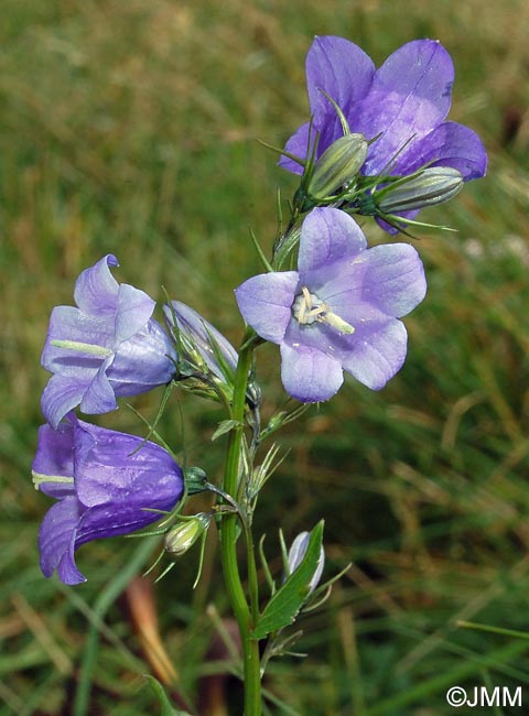 Campanula rhomboidalis