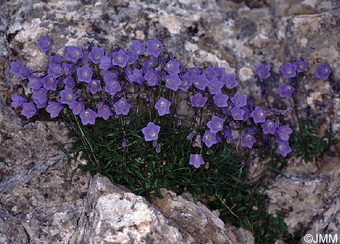 Campanula rotundifolia