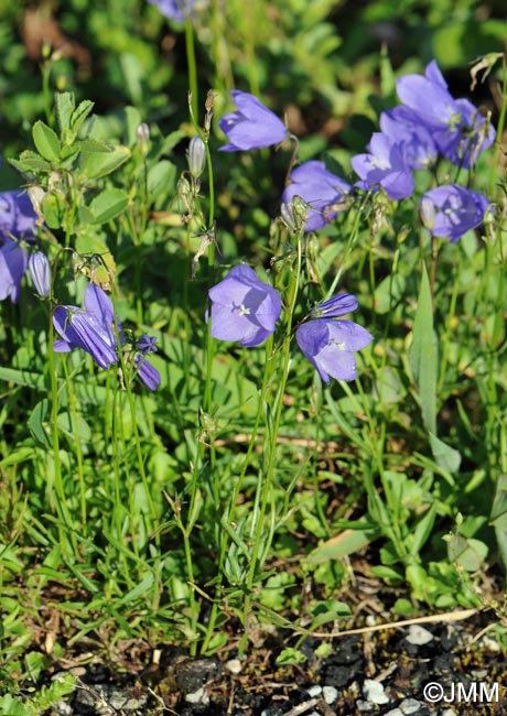 Campanula rotundifolia