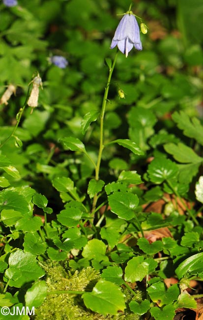 Campanula rotundifolia