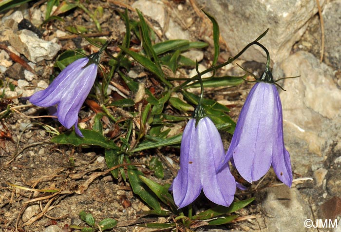 Campanula rotundifolia