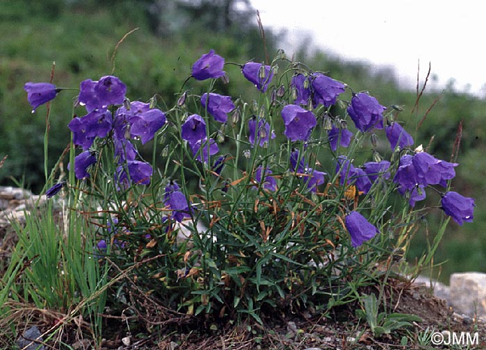 Campanula scheuchzeri