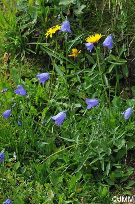 Campanula scheuchzeri