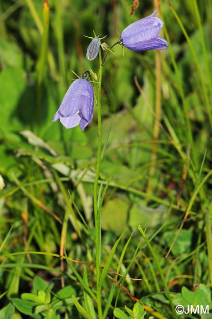 Campanula scheuchzeri