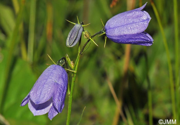 Campanula scheuchzeri