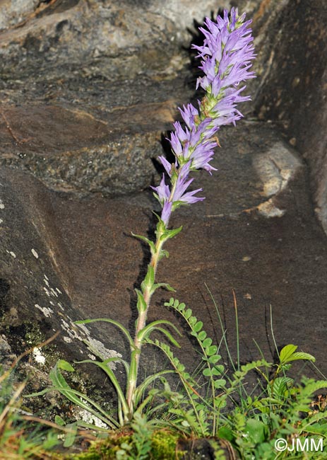 Campanula spicata