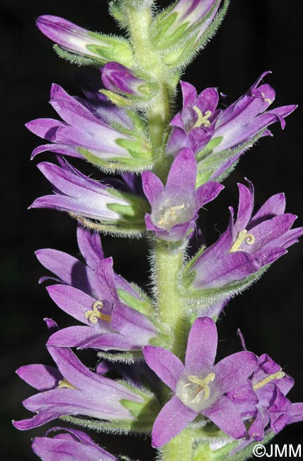 Campanula spicata