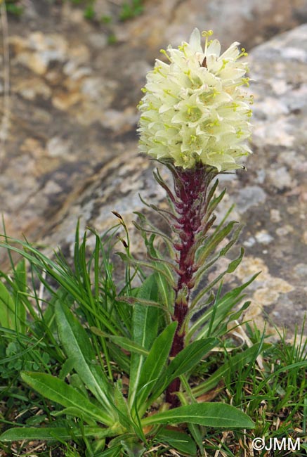 Campanula thyrsoides