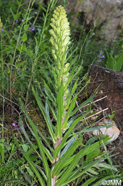 Campanula thyrsoides