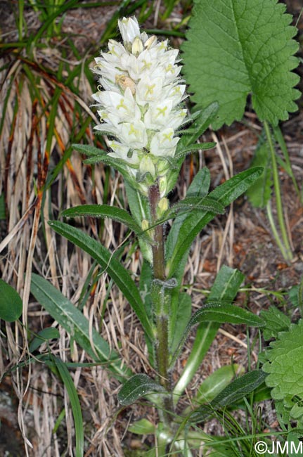 Campanula thyrsoides subsp. carniolica