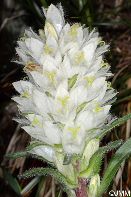 Campanula thyrsoides subsp. carniolica