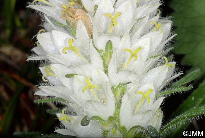 Campanula thyrsoides subsp. carniolica