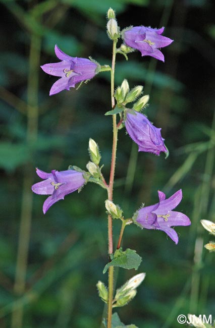 Campanula trachelium