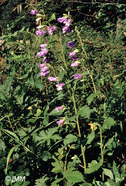 Campanula trachelium