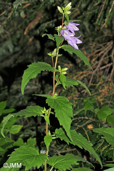 Campanula trachelium