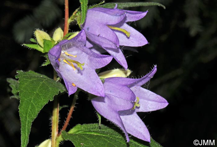 Campanula trachelium