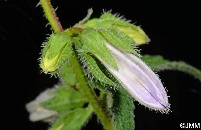 Campanula trachelium