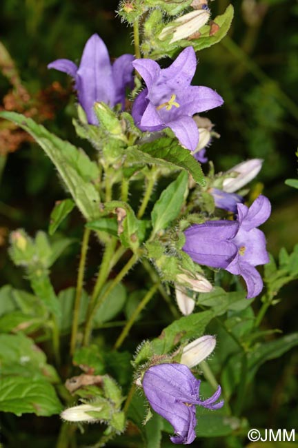 Campanula trachelium