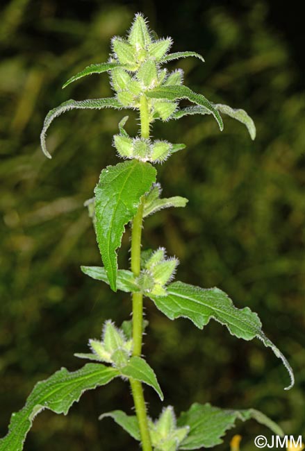 Campanula trachelium