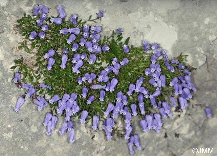 Campanula zoysii