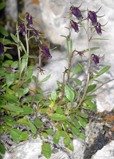 Campanula zoysii