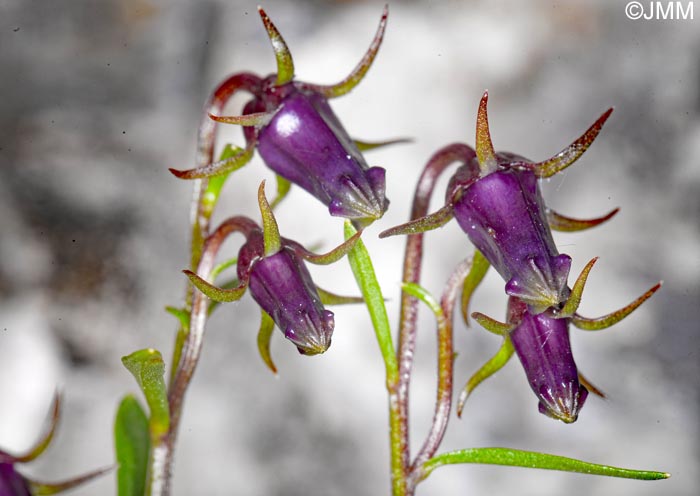 Campanula zoysii