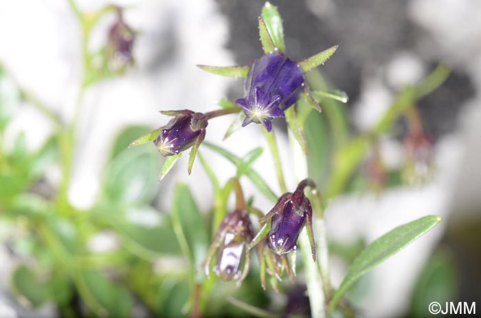 Campanula zoysii