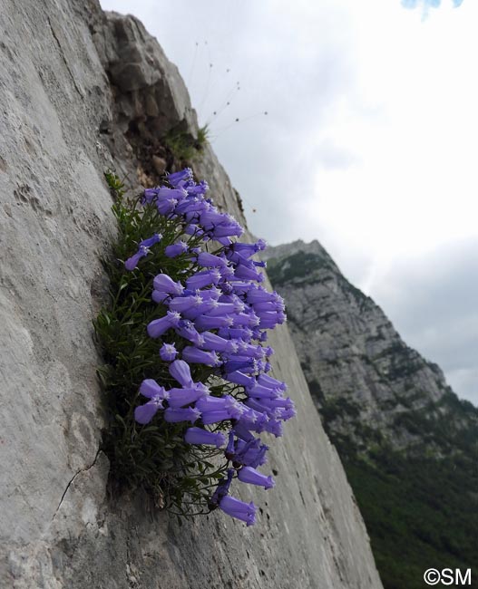 Campanula zoysii