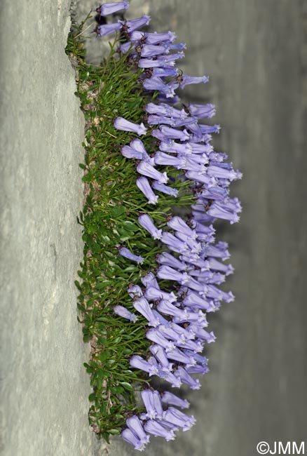 Campanula zoysii