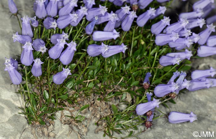 Campanula zoysii