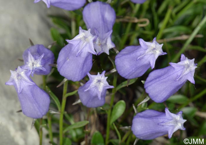 Campanula zoysii