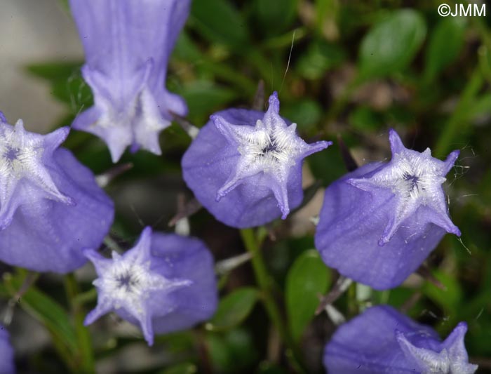 Campanula zoysii