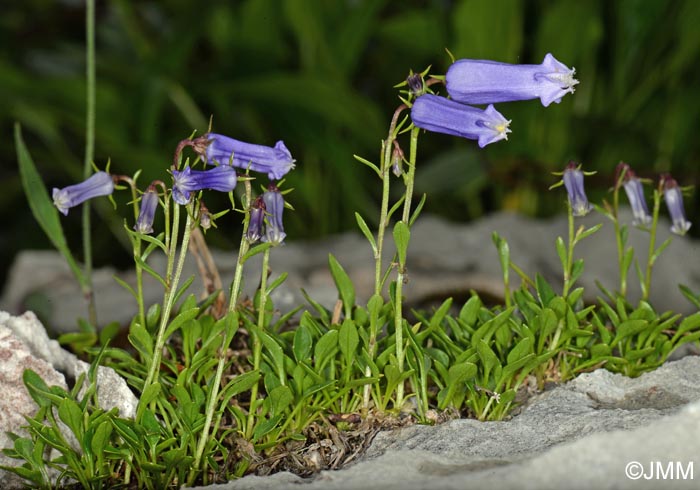 Campanula zoysii